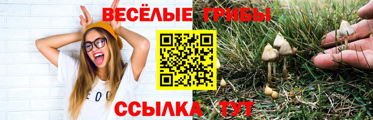 Псилоцибиновые грибы Cubensis Александров